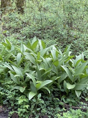 Veratrum californicum