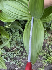 Veratrum californicum