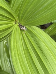 Veratrum californicum