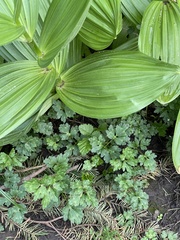 Veratrum californicum