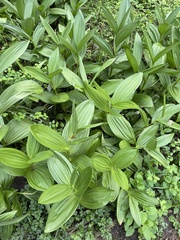Veratrum californicum