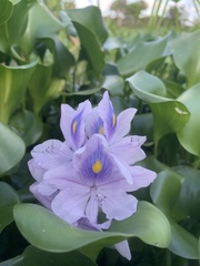 Pontederia crassipes