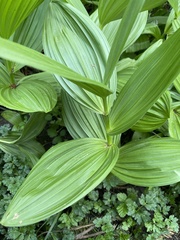 Veratrum californicum