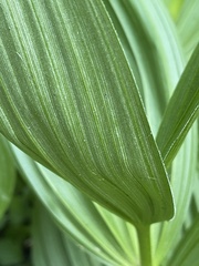 Veratrum californicum