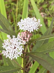 Asclepias perennis image