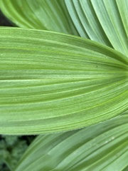 Veratrum californicum