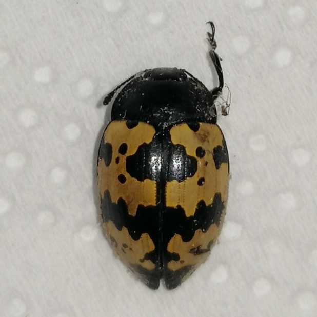 Iphiclus bremei