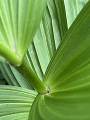 Veratrum californicum