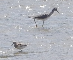 Calidris bairdii