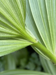 Veratrum californicum