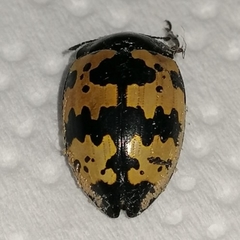 Iphiclus bremei