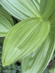 Veratrum californicum