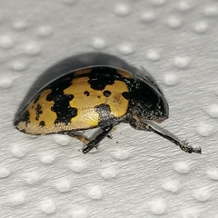 Iphiclus bremei