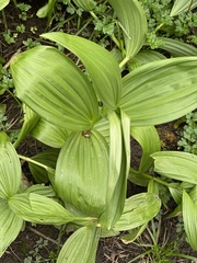 Veratrum californicum