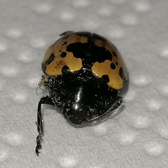 Iphiclus bremei