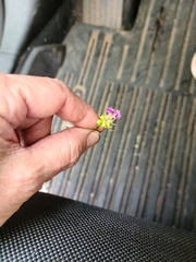 Lantana camara