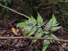 Arachniodes pseudoaristata