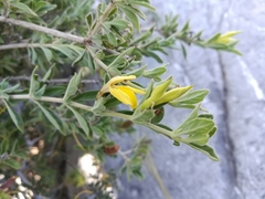 Holographis ehrenbergiana