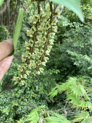 Stachyurus