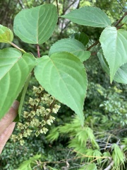 Stachyurus