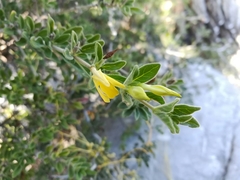 Holographis ehrenbergiana