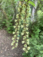 Stachyurus