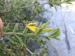 Holographis ehrenbergiana