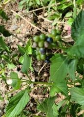 Lantana camara