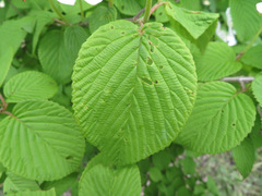 Viburnum plicatum tomentosum