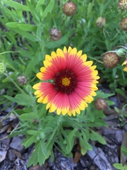 Gaillardia pulchella image