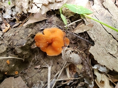 Discinaceae