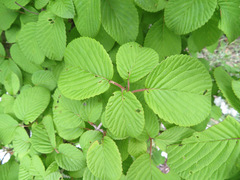 Viburnum plicatum tomentosum