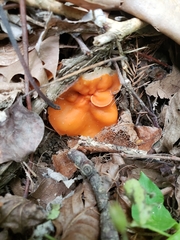 Discinaceae
