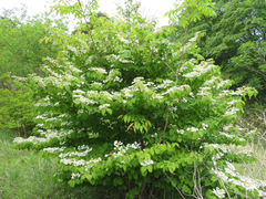 Viburnum plicatum tomentosum