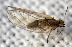 Triozidae