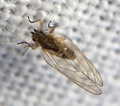 Triozidae