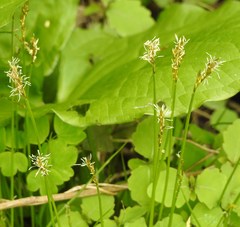 Carex bromoides