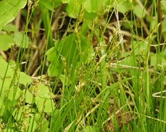 Carex bromoides