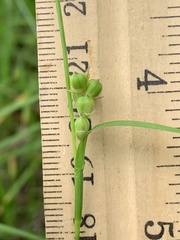Carex bulbostylis