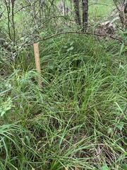 Carex bulbostylis