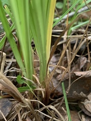 Carex bulbostylis