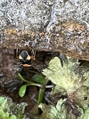 Neocapsus