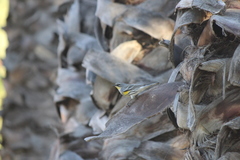 Setophaga coronata coronata × auduboni
