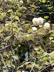 Fothergilla major
