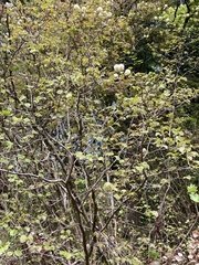 Fothergilla major