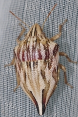 Odontotarsus intermedius