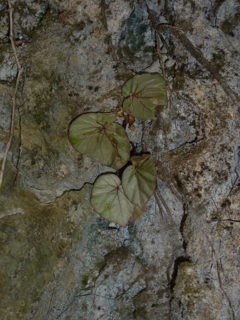 Begonia matarombeoensis