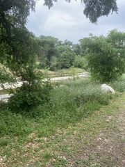 Gypsophila paniculata