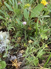 Arabis eschscholtziana