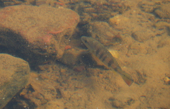 Cichla kelberi